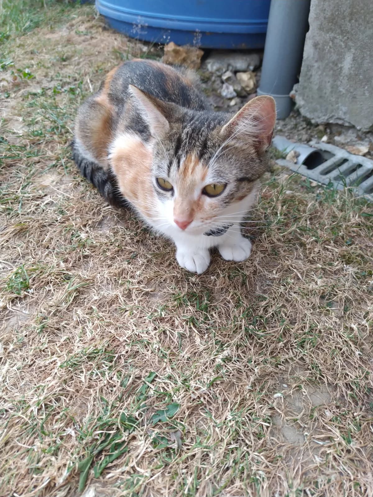 Agotché, female European Shorthair for adoption at SPA de l