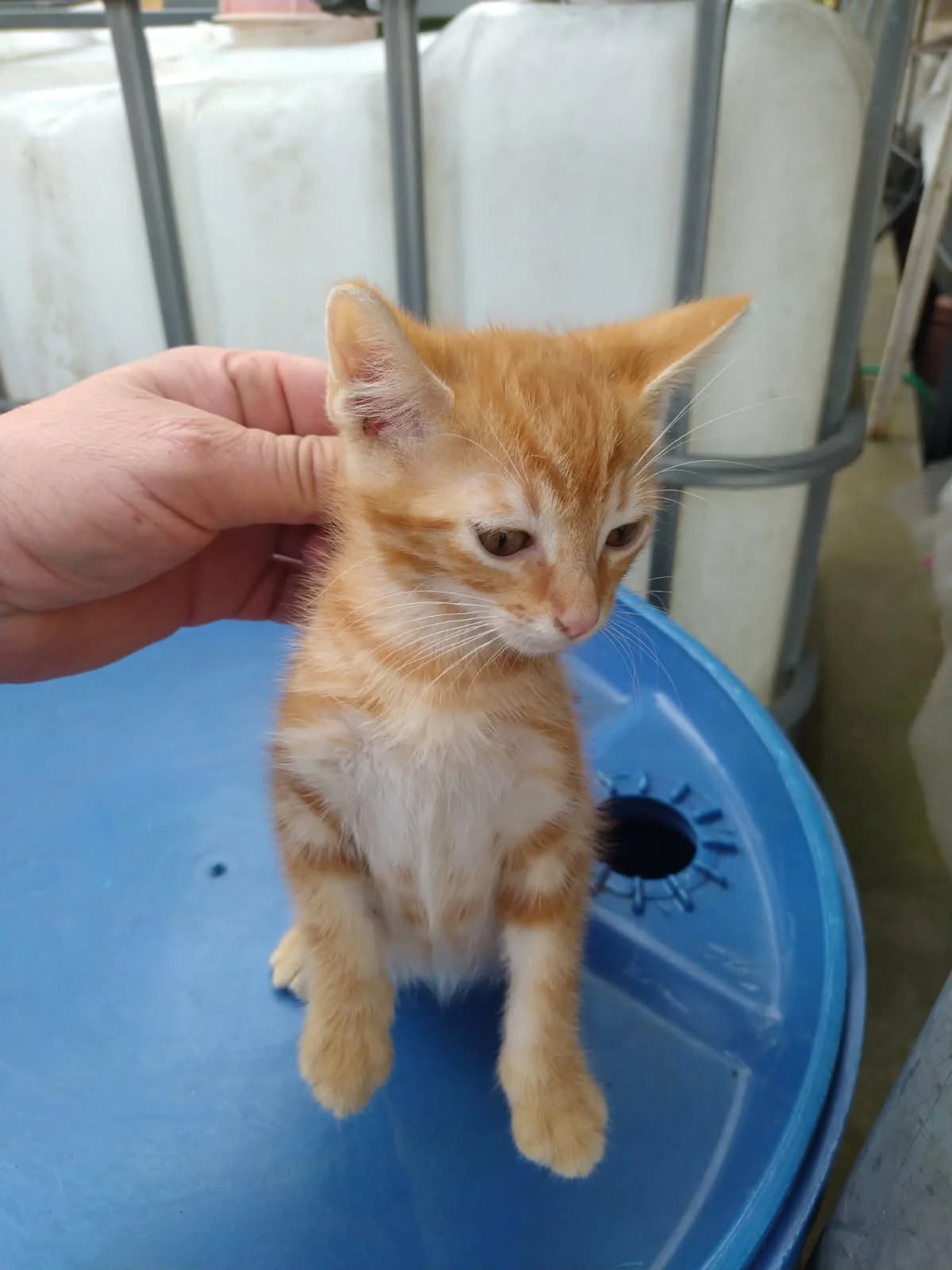T’challa, male European Shorthair for adoption at SPA de l