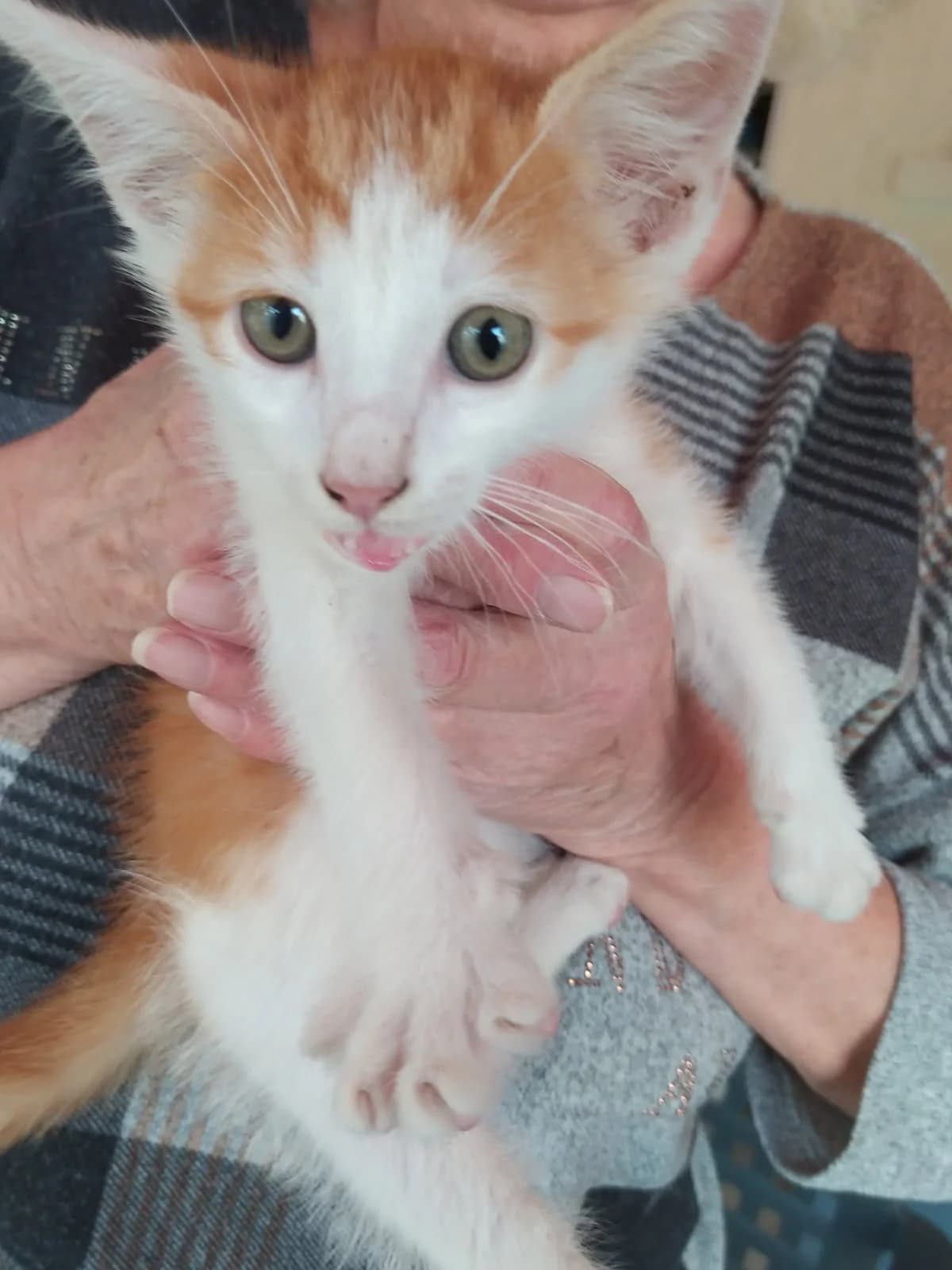 M’baku, male European Shorthair for adoption at SPA de l