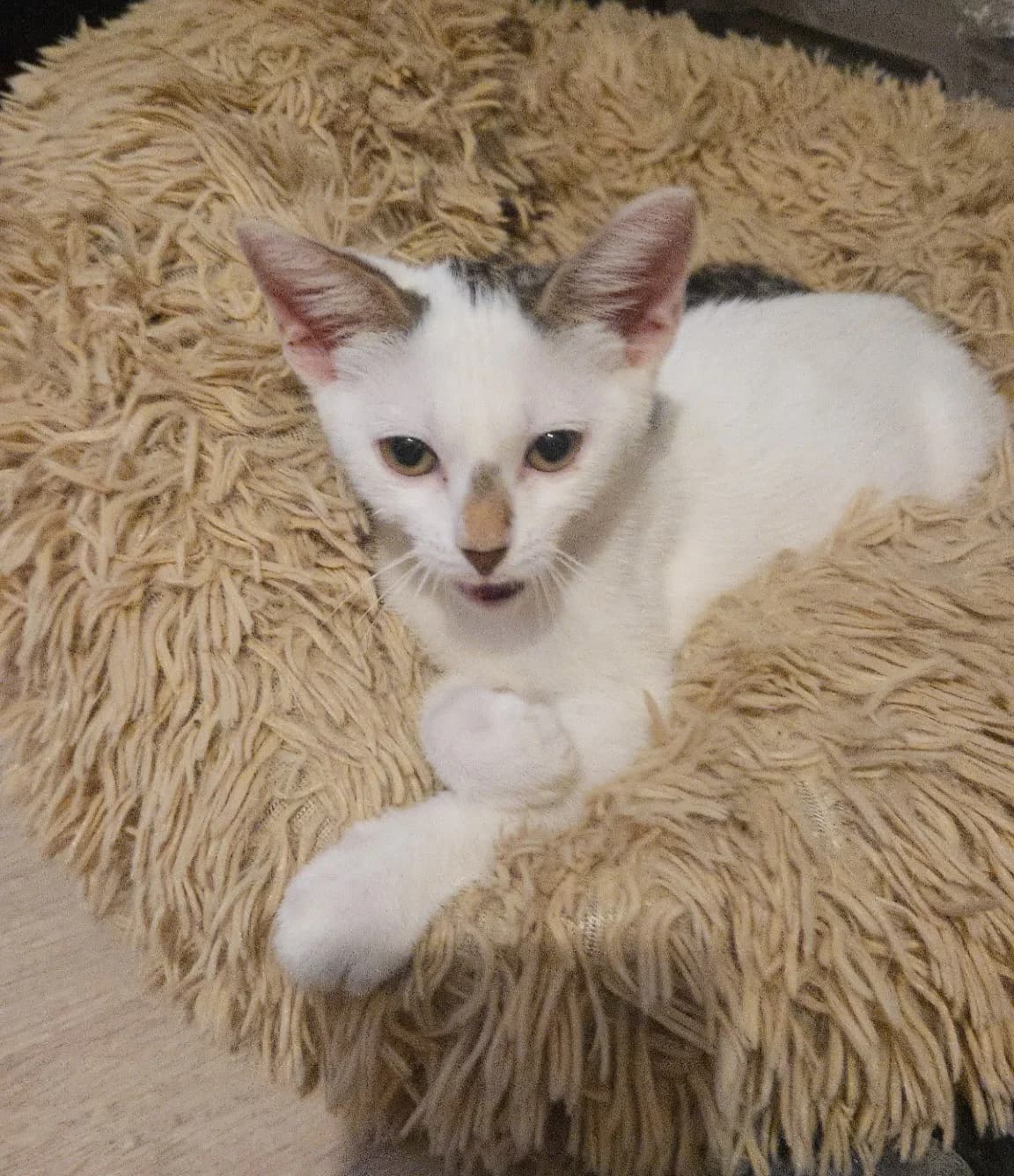 Zelie, female European Shorthair for adoption at SPA de l