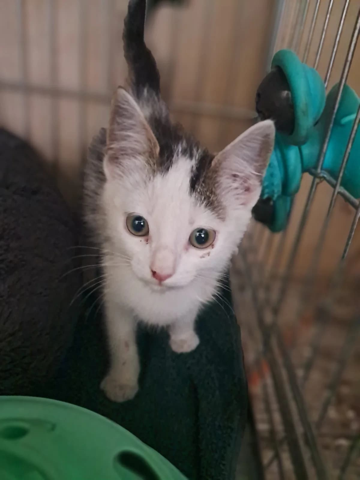 Azraël, male European Shorthair for adoption at SPA de l