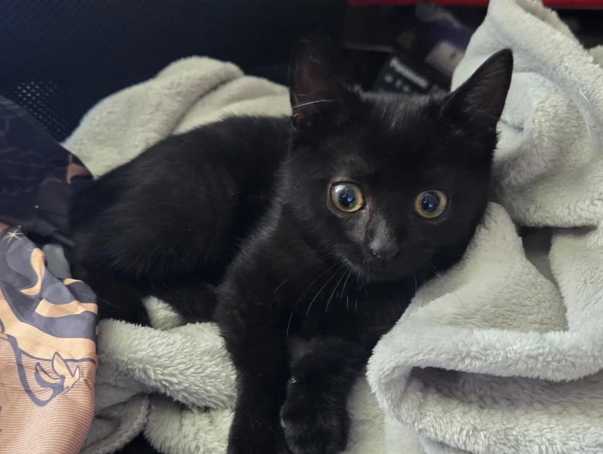 Clochette, female European Shorthair for adoption at SPA de l