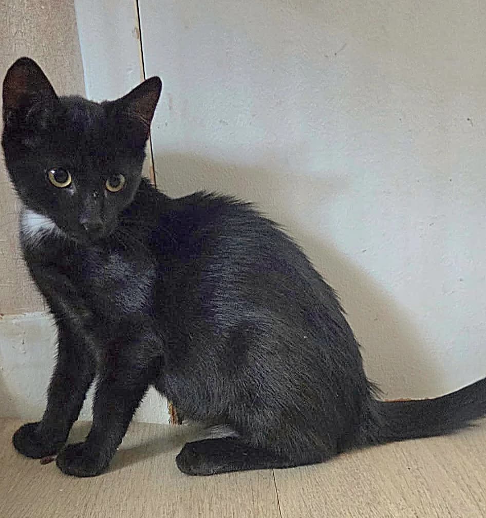 Pan, male European Shorthair for adoption at SPA de l
