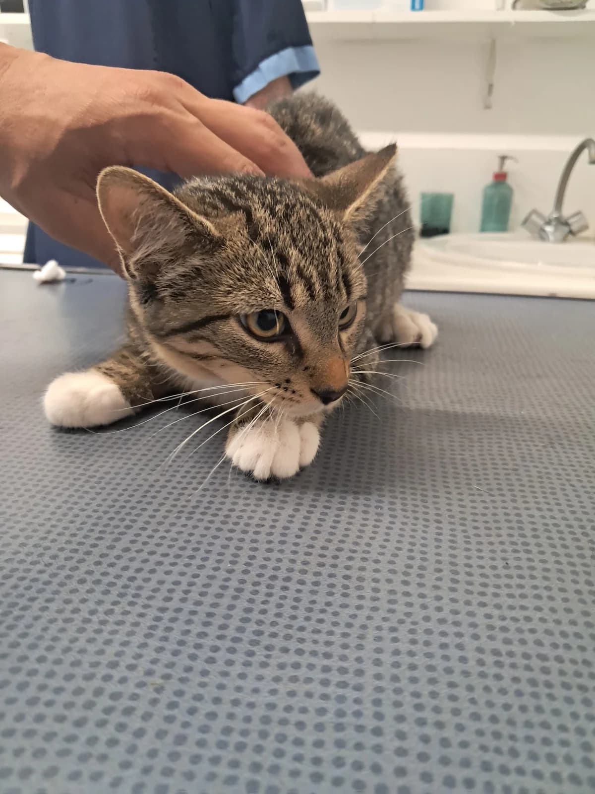 Crochet, male puppy European Shorthair for adoption at SPA de l