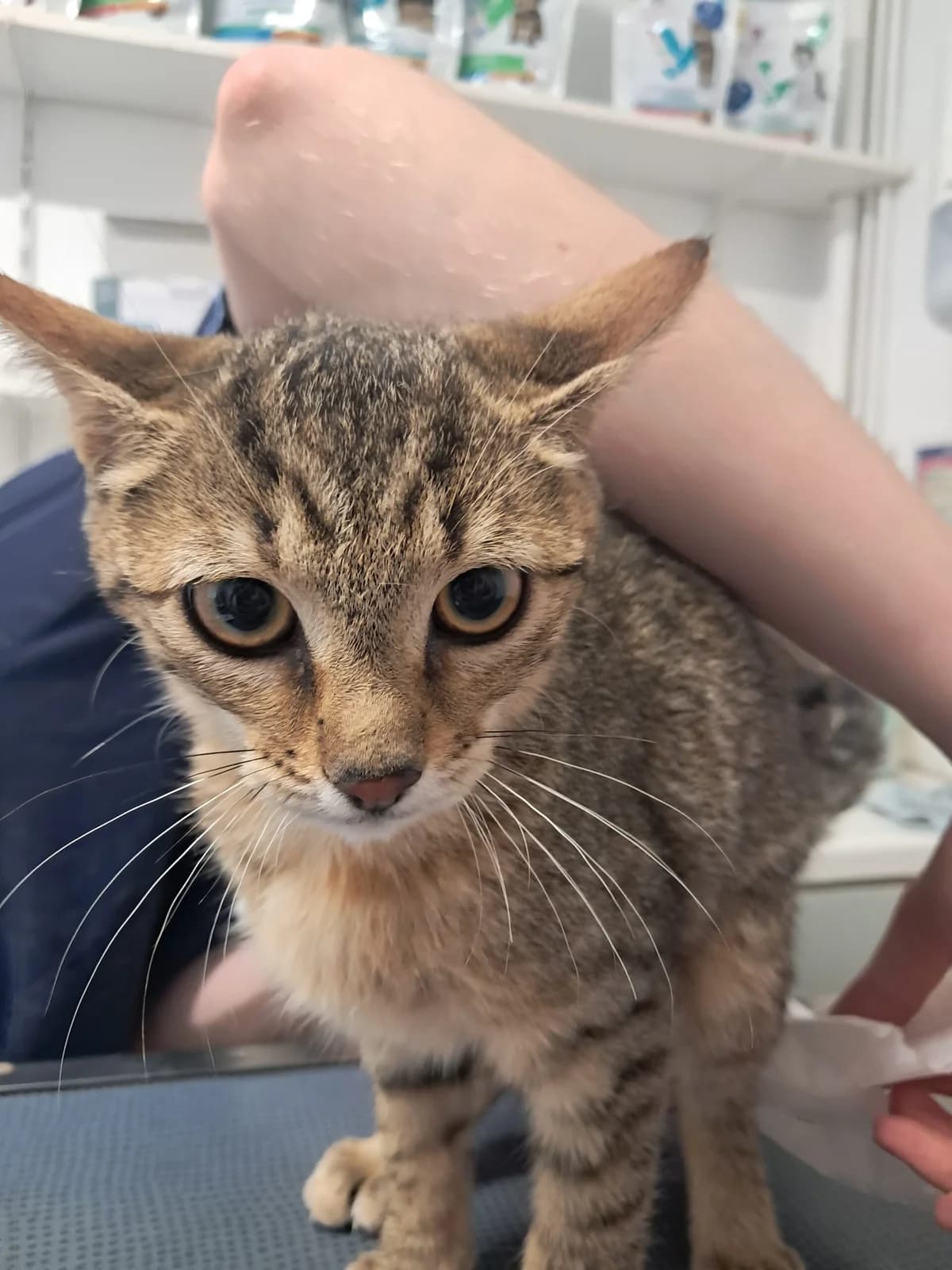 Wendy, female European Shorthair for adoption at SPA de l