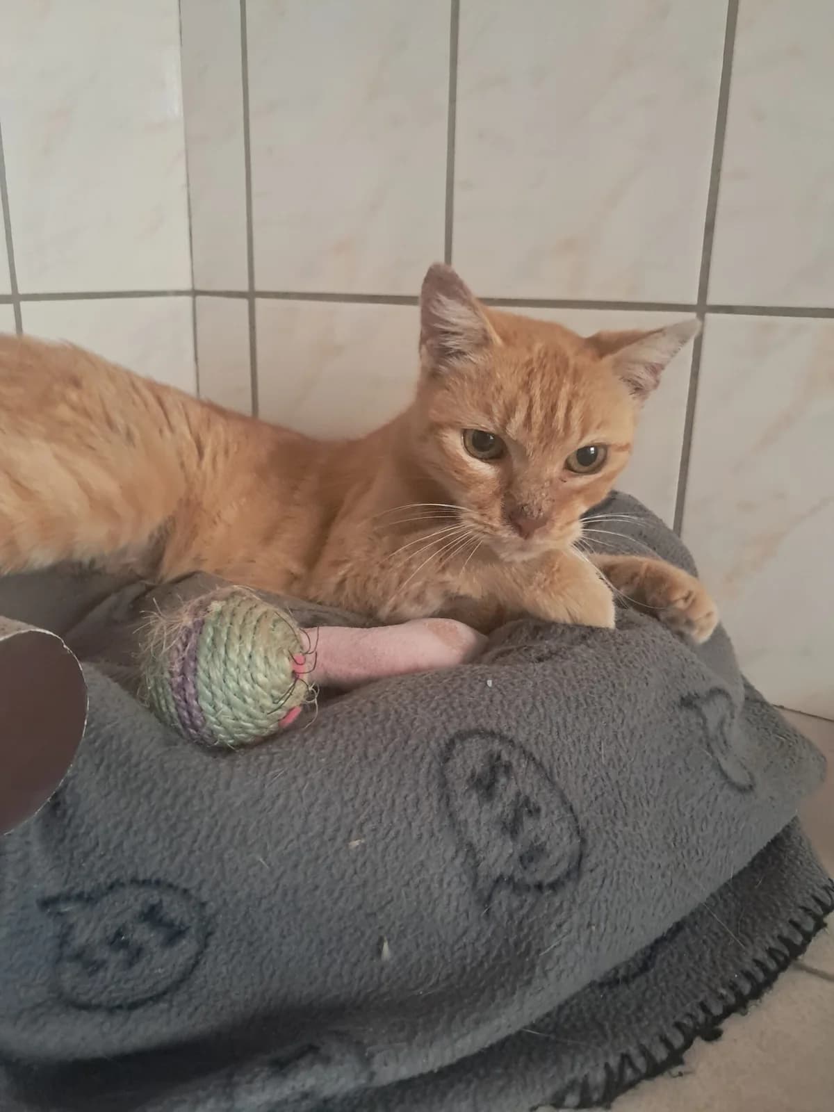 Abuelita, female European Shorthair for adoption at SPA de l