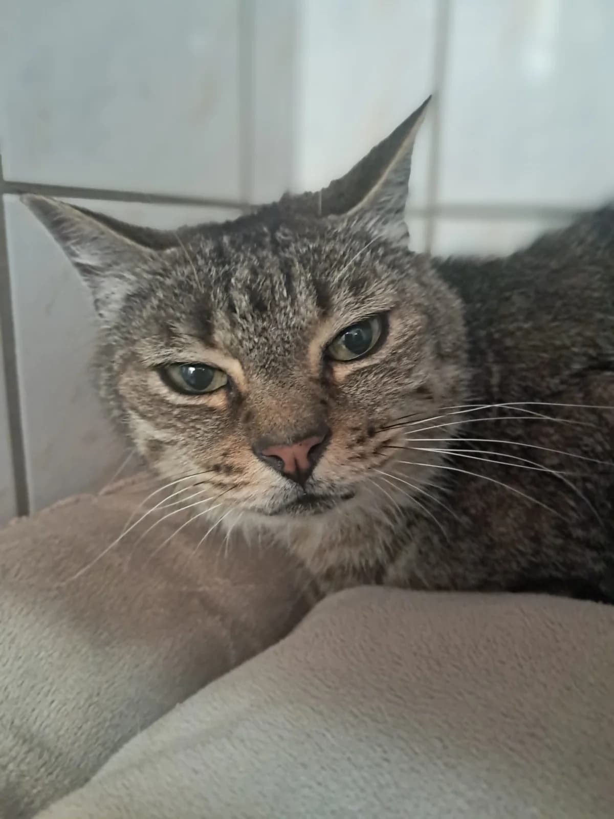 Tigris, male European Shorthair for adoption at SPA de l