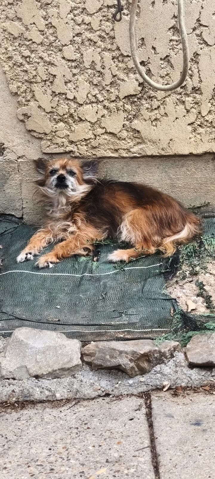 Suzy, female senior Yorkshire Terrier for adoption at SPA de l