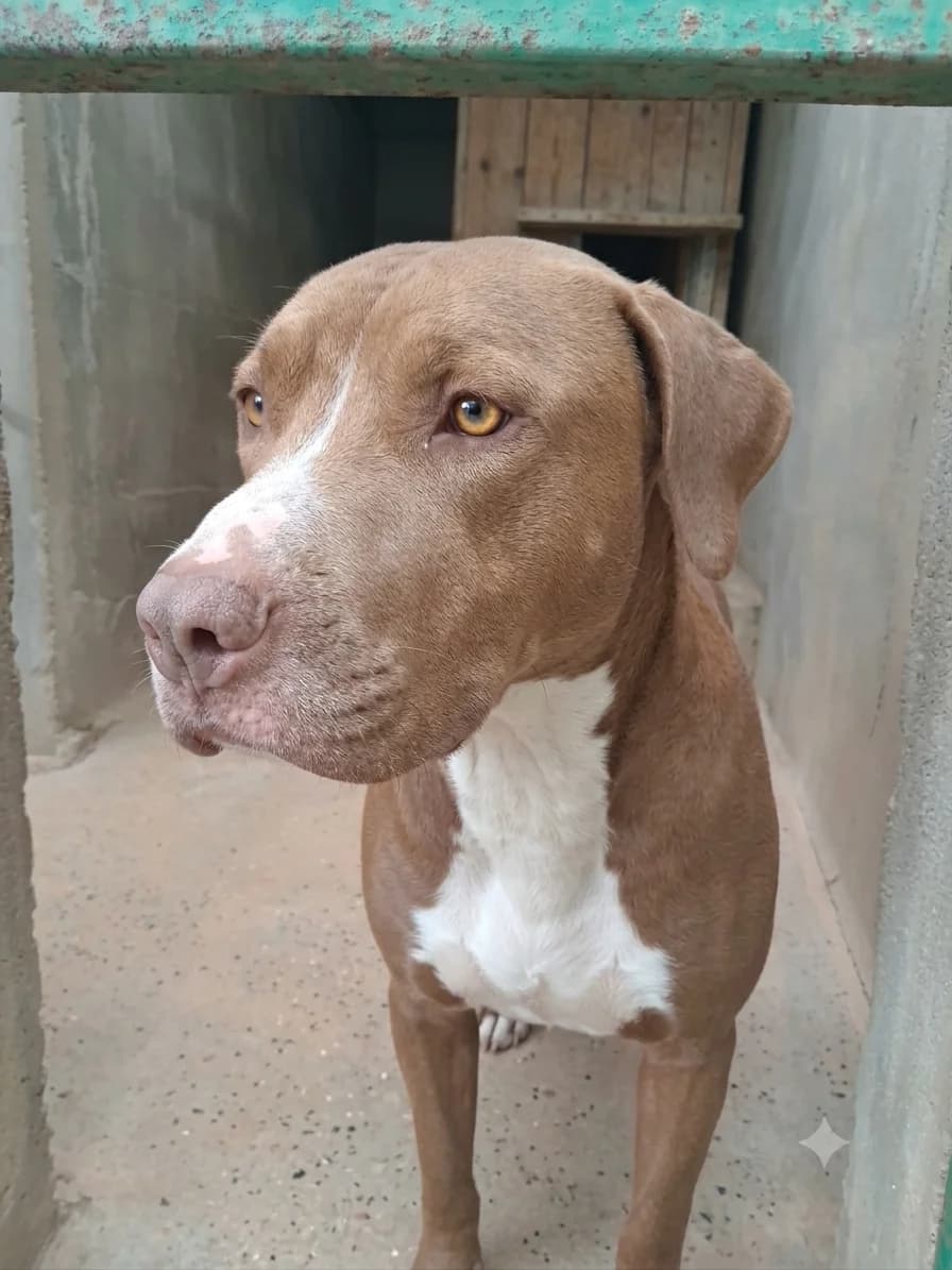 Rasko, male mixed breed for adoption at SPA de l