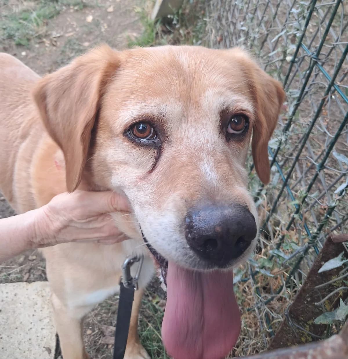 Ricardo, male Labrador Retriever for adoption at SPA de l