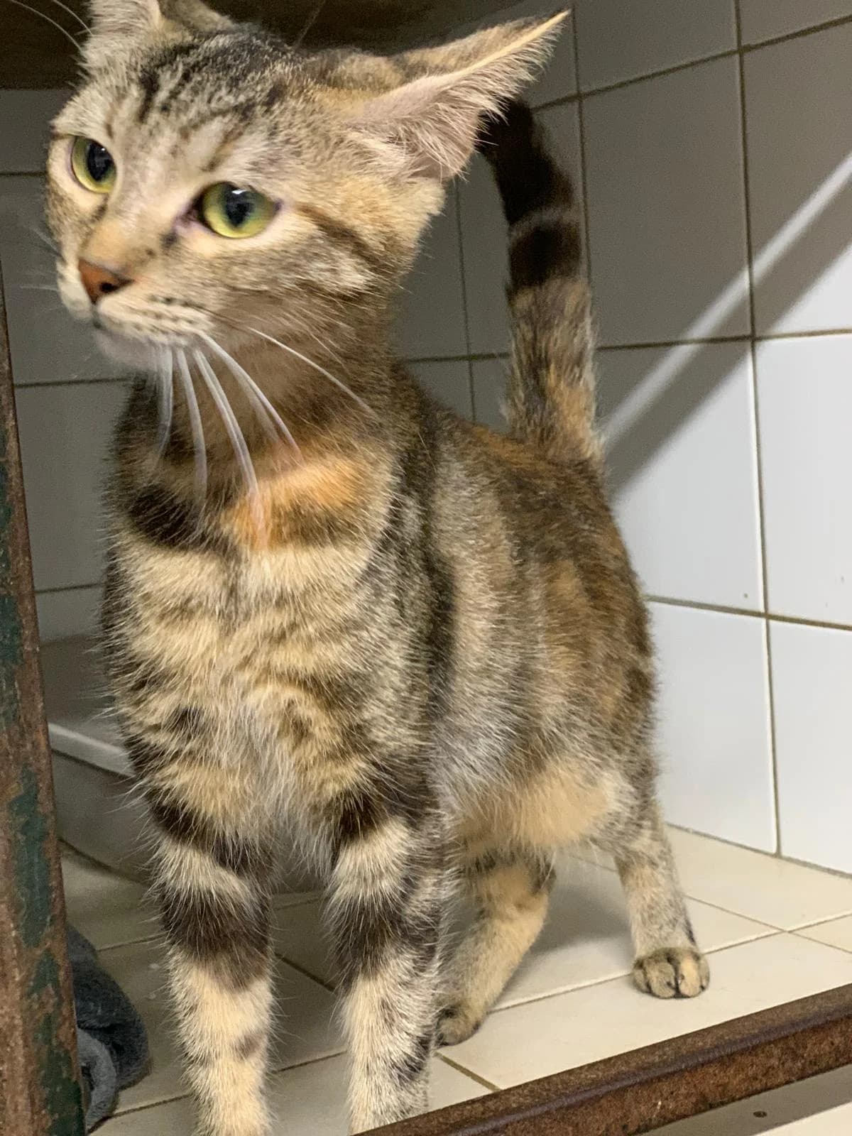 Gretelle, female European Shorthair for adoption at SPA de l