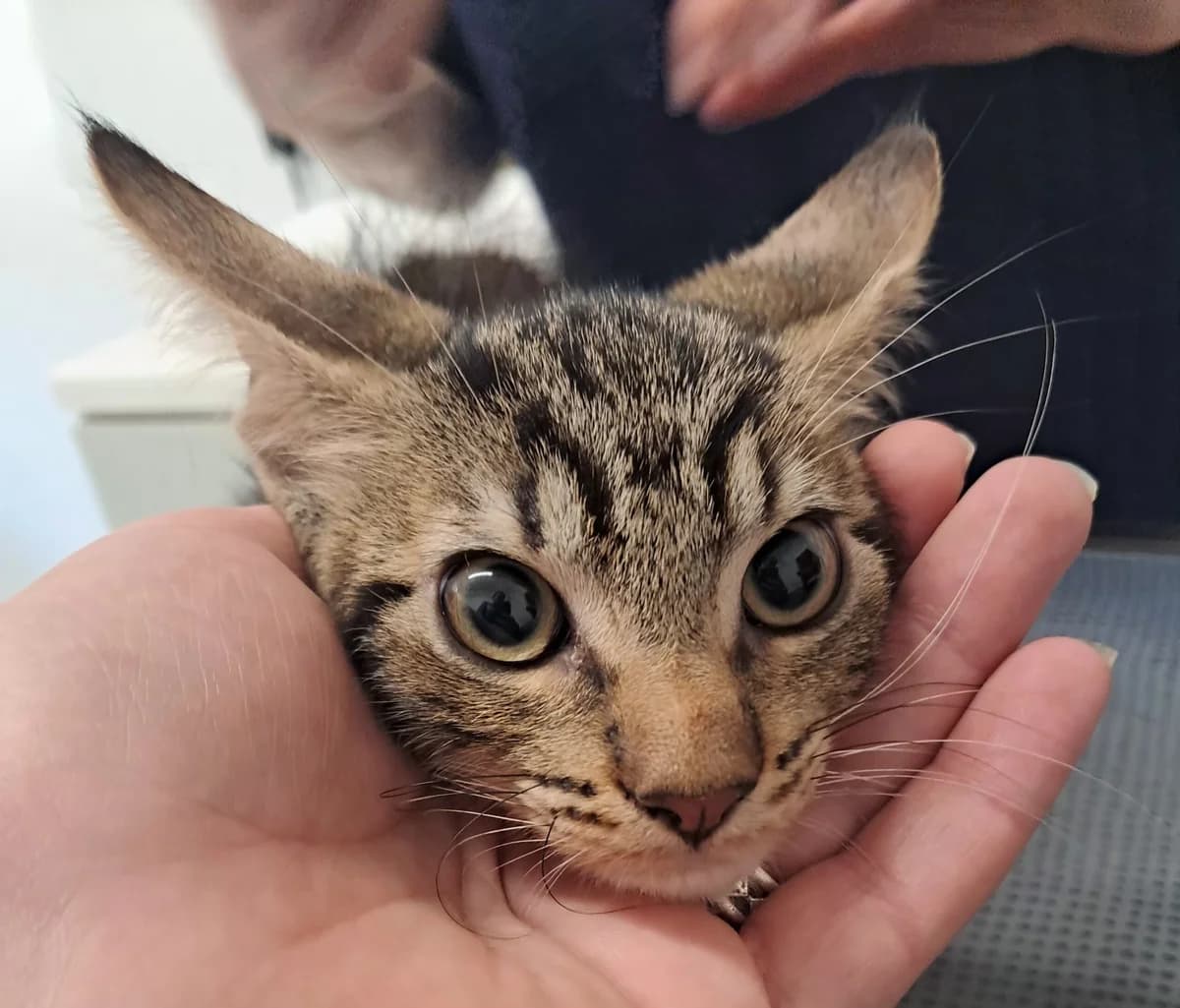 Jakson, male European Shorthair for adoption at SPA de l