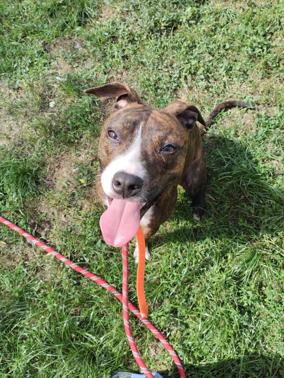 Wanda, female mixed breed for adoption at SPA de l