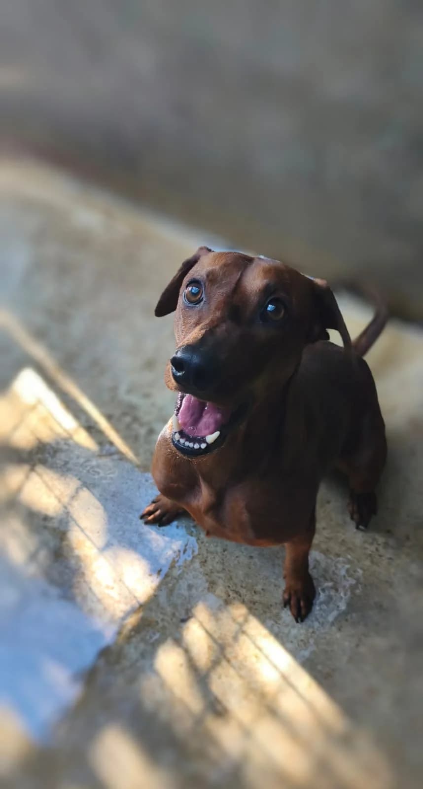 Urbex, male mixed breed for adoption at SPA de l