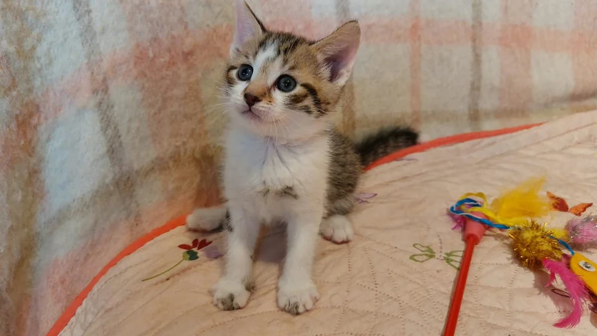 Churros Chaton Mâle, male European Shorthair for adoption at SPA de l