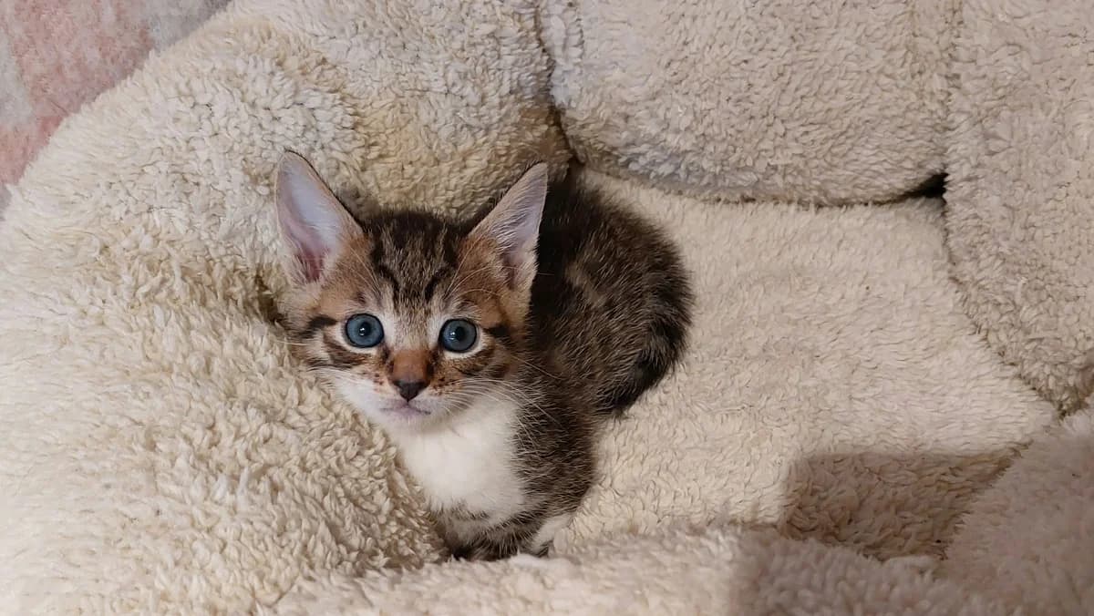 Muesli Chaton Mâle, male European Shorthair for adoption at SPA de l