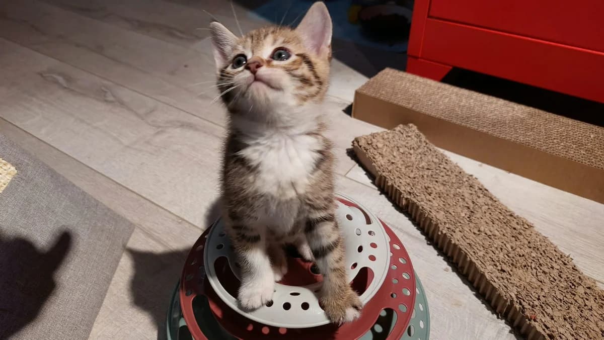 Brioche Chaton Femelle, female European Shorthair for adoption at SPA de l