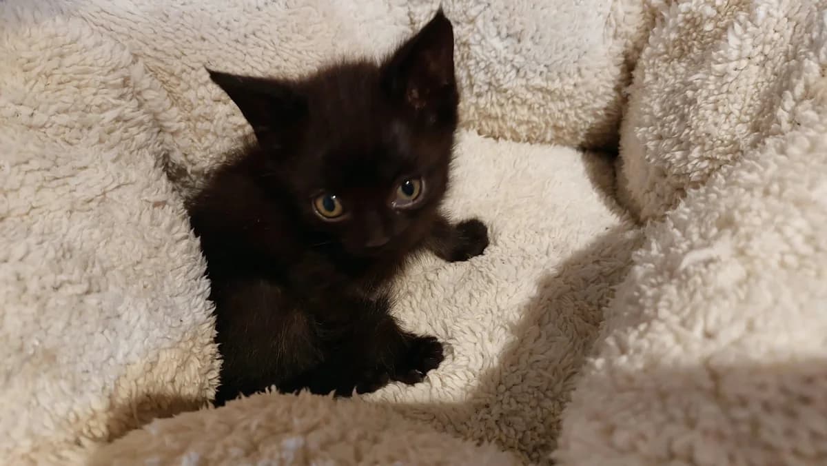 Browny Chaton Mâle, male European Shorthair for adoption at SPA de l