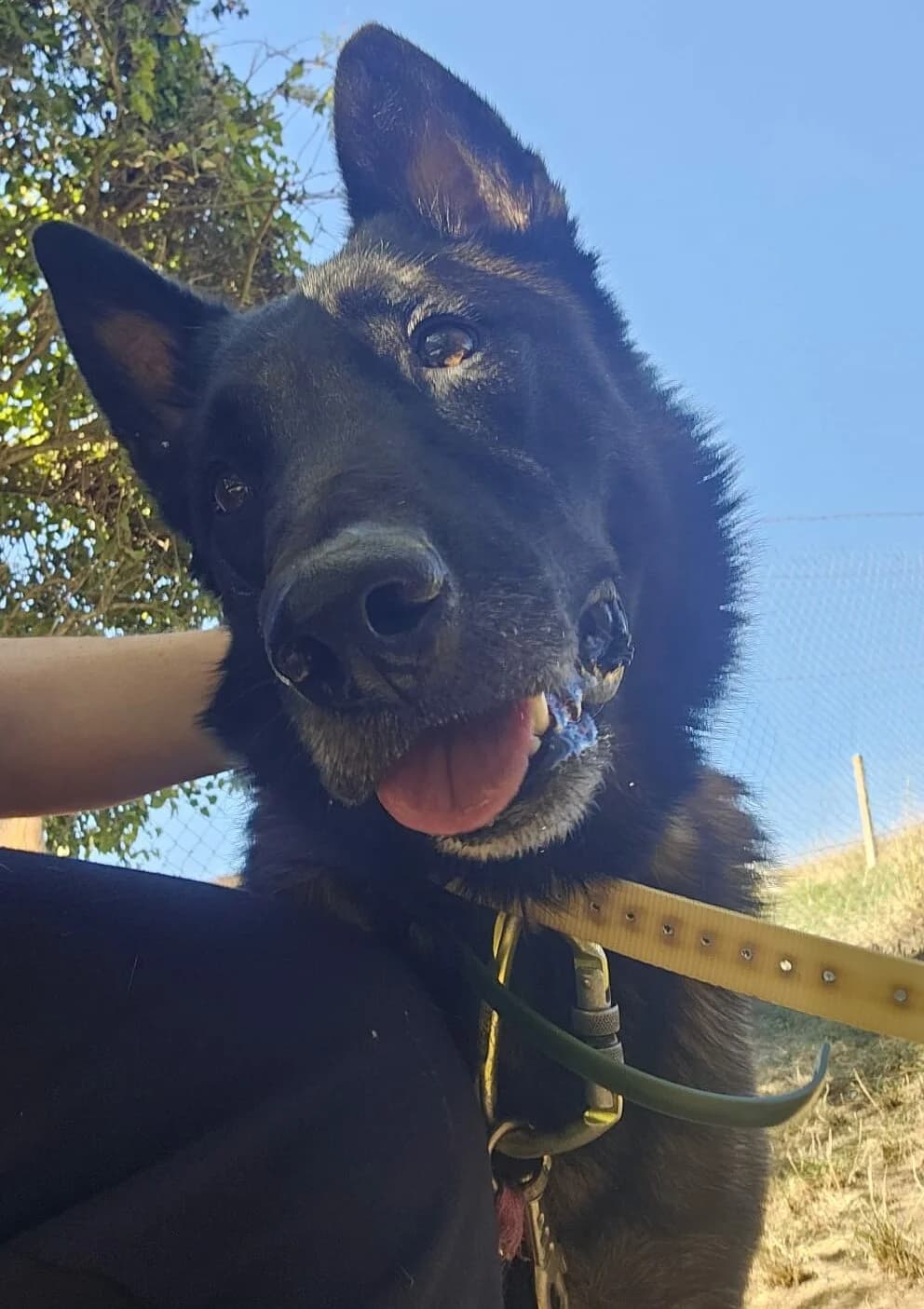 Buddy Mâle, male Belgian Malinois for adoption at SPA de l