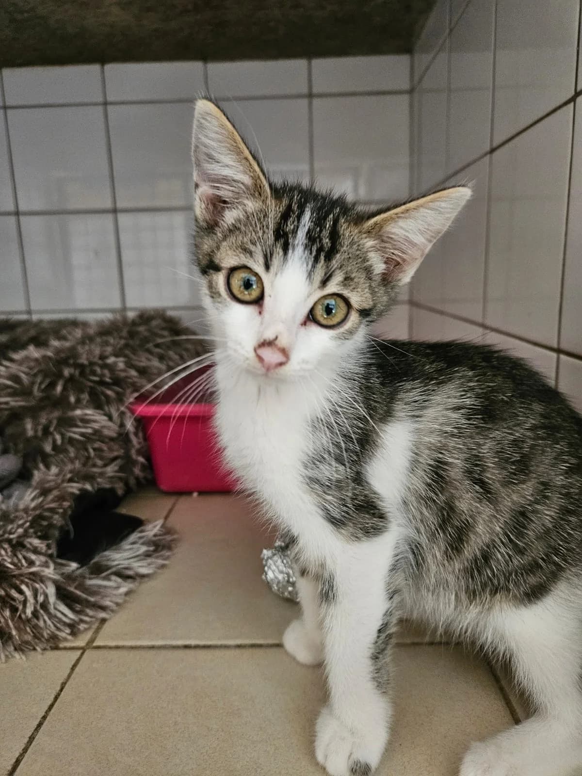 Bulma Chaton Femelle, female European Shorthair for adoption at SPA de l