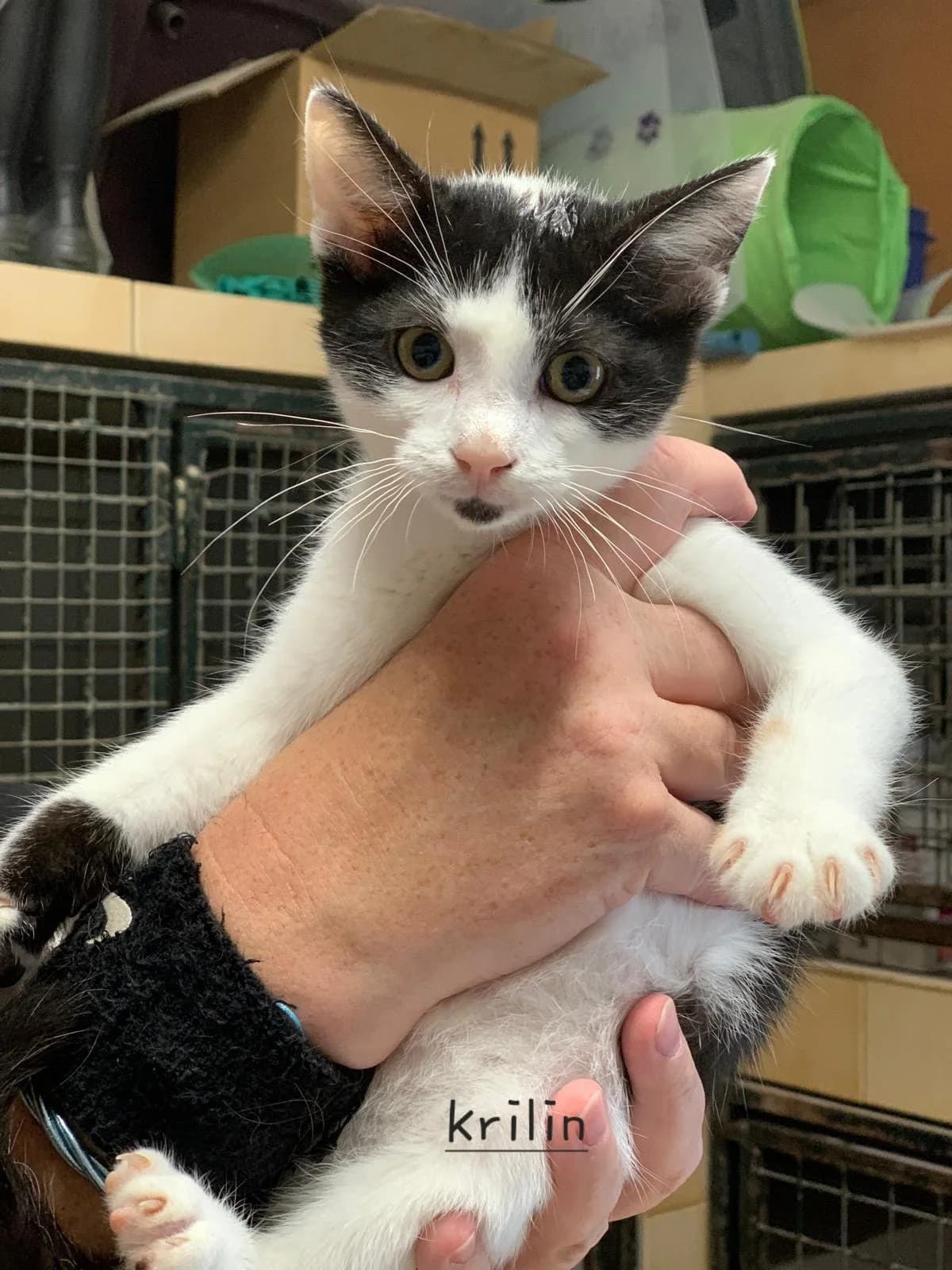 Krilin Chaton Mâle, male puppy European Shorthair for adoption at SPA de l
