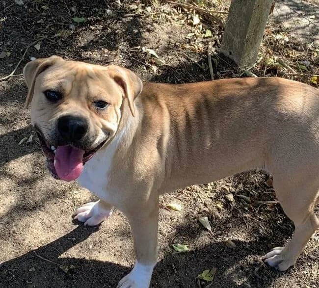 Louna Femelle, female mixed breed for adoption at SPA de l