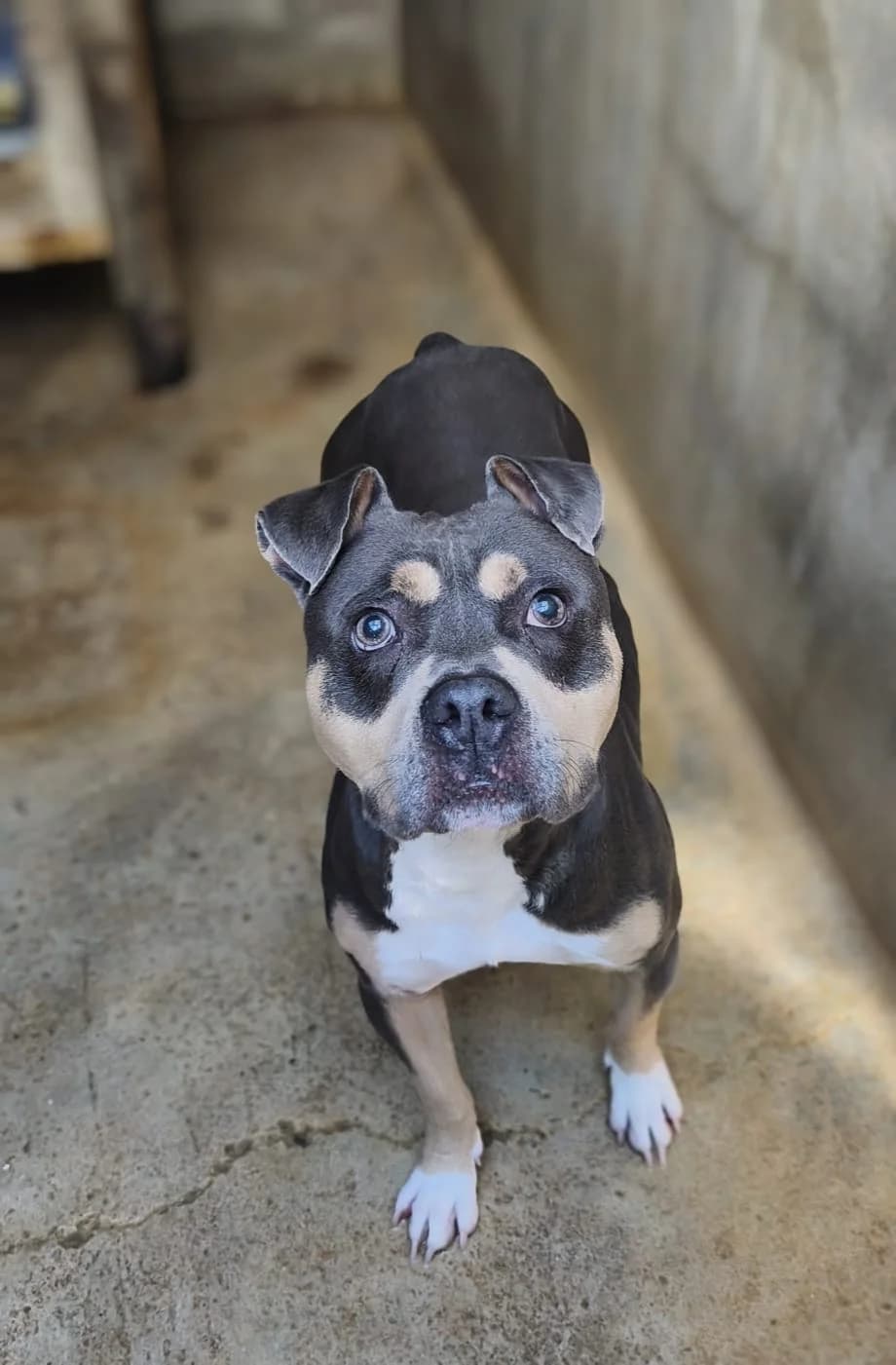 Tiger Mâle, male American Staffordshire Terrier for adoption at SPA de l