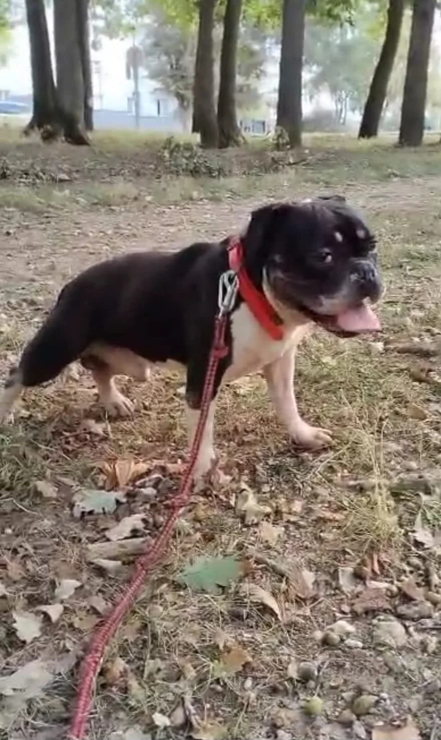 Biggy Mâle, male mixed breed for adoption at SPA de l