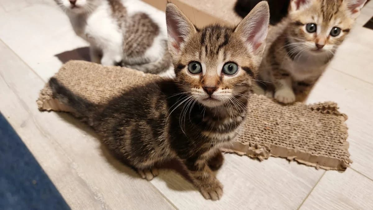 Snickers Chaton Mâle, male European Shorthair for adoption at SPA de l