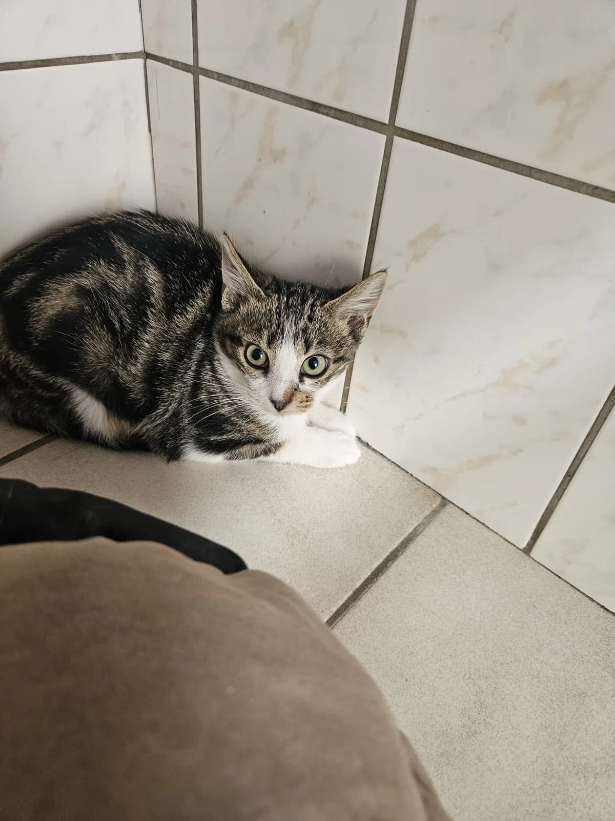 Bloom Chaton Femelle, female European Shorthair for adoption at SPA de l