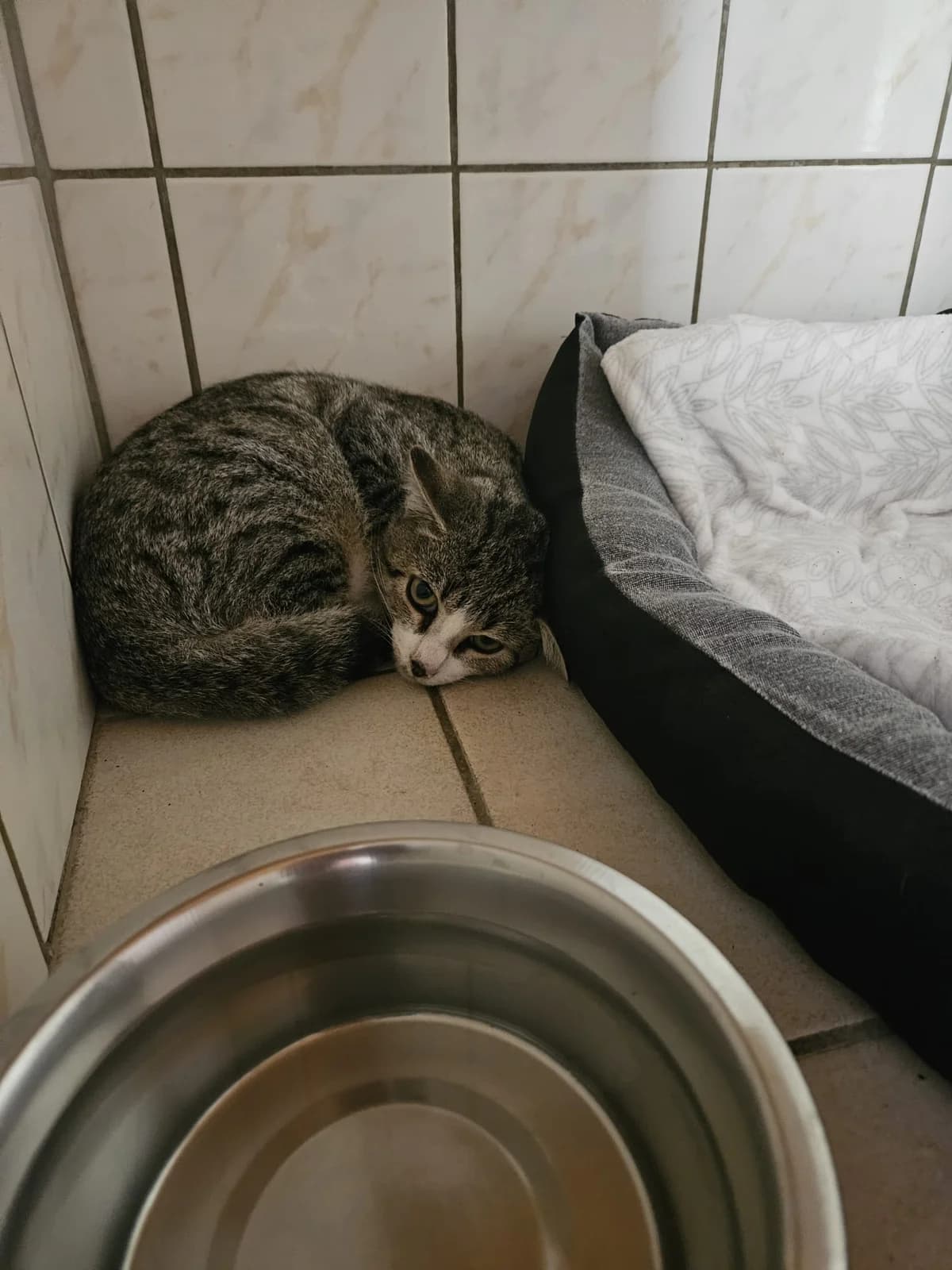 Bali Chaton Mâle, male European Shorthair for adoption at SPA de l