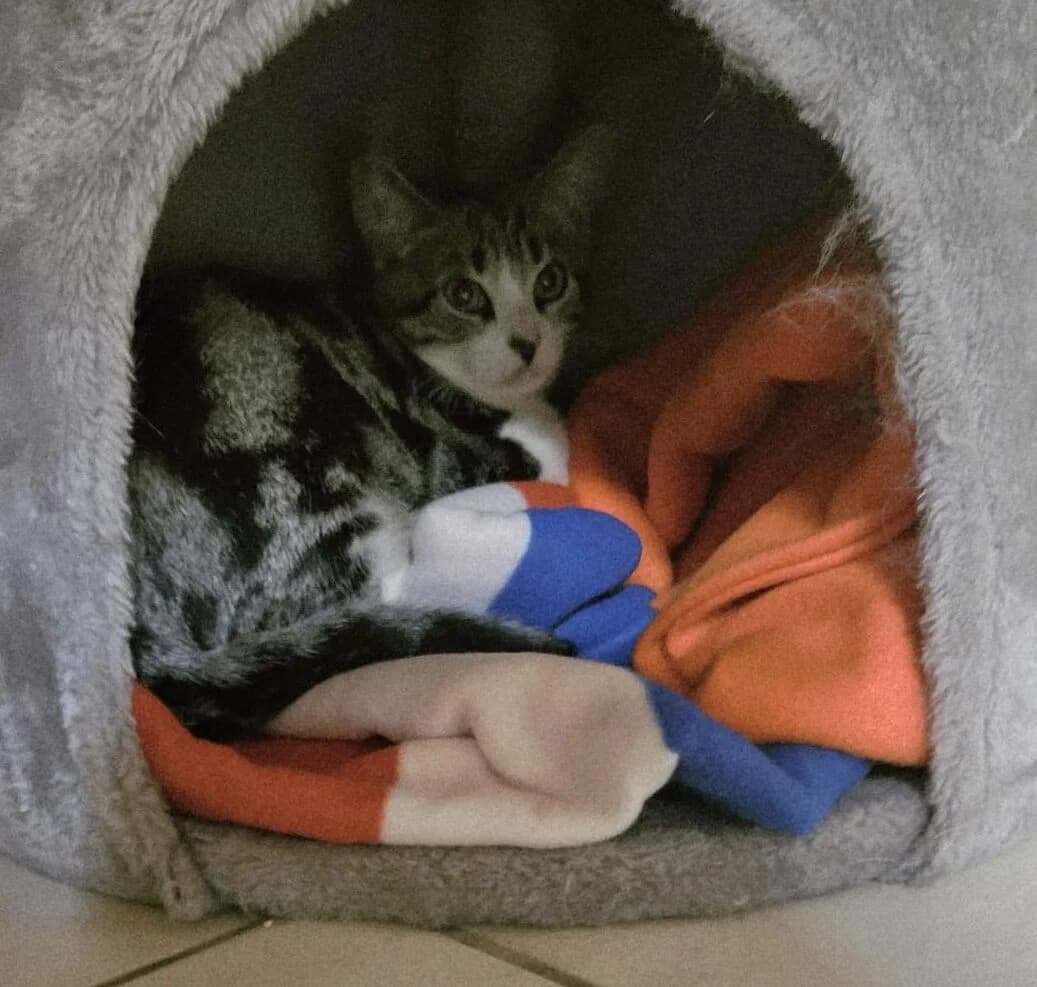 Bizou Chaton Mâle, male European Shorthair for adoption at SPA de l
