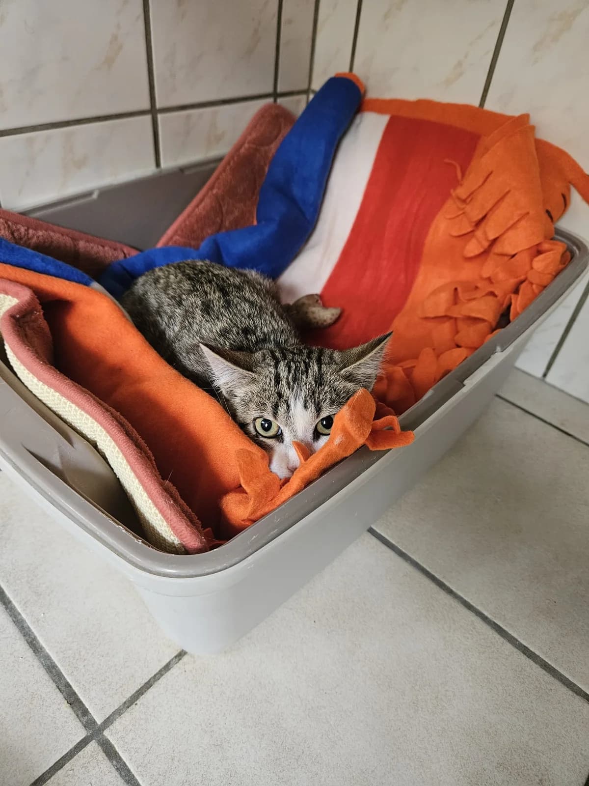 Birdy Chaton Femelle, female European Shorthair for adoption at SPA de l