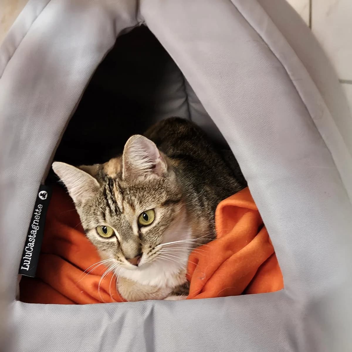 Yumy Chat Femelle, female European Shorthair for adoption at SPA de l