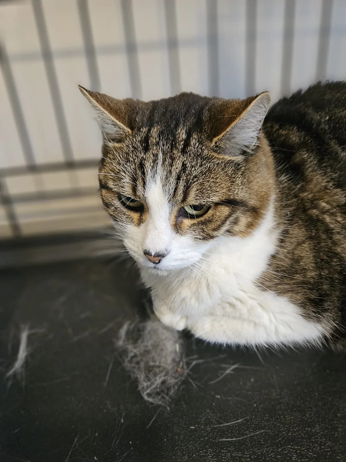 Everest Chat Femelle, female Mixed Breed for adoption at SPA de l