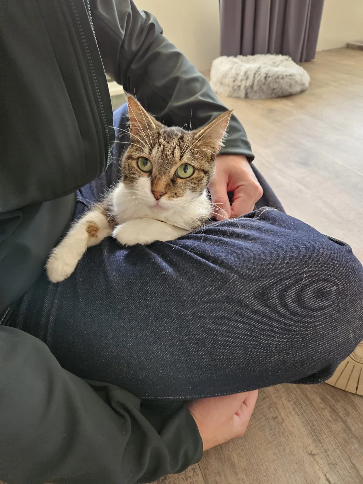 Myla Chat Femelle, female European Shorthair for adoption at SPA de l