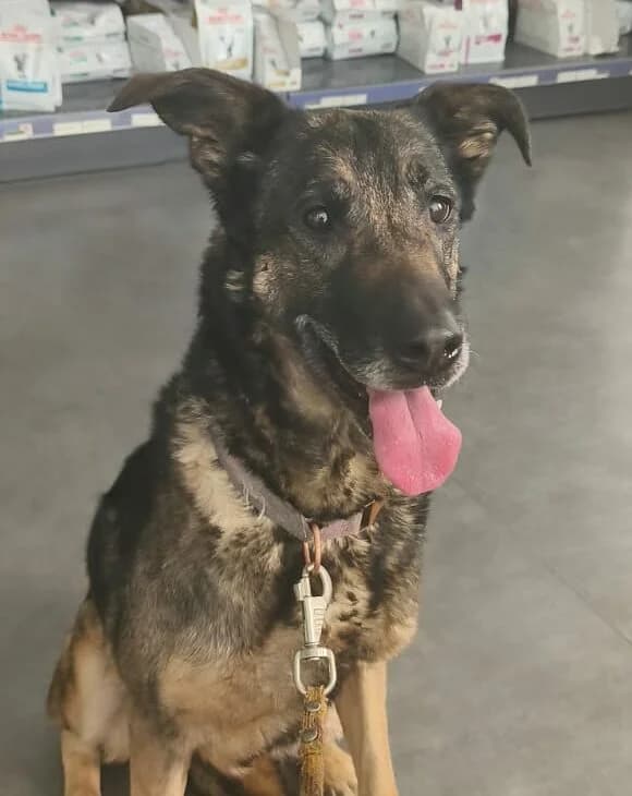 Miss Chien Femelle, female Mixed Breed for adoption at SPA de l