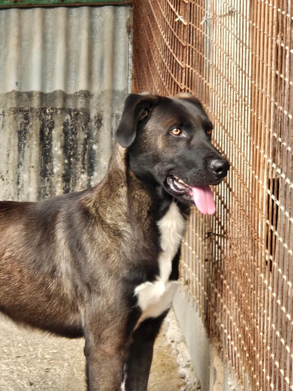 Woody Mâle, male Mixed Breed for adoption at SPA de l