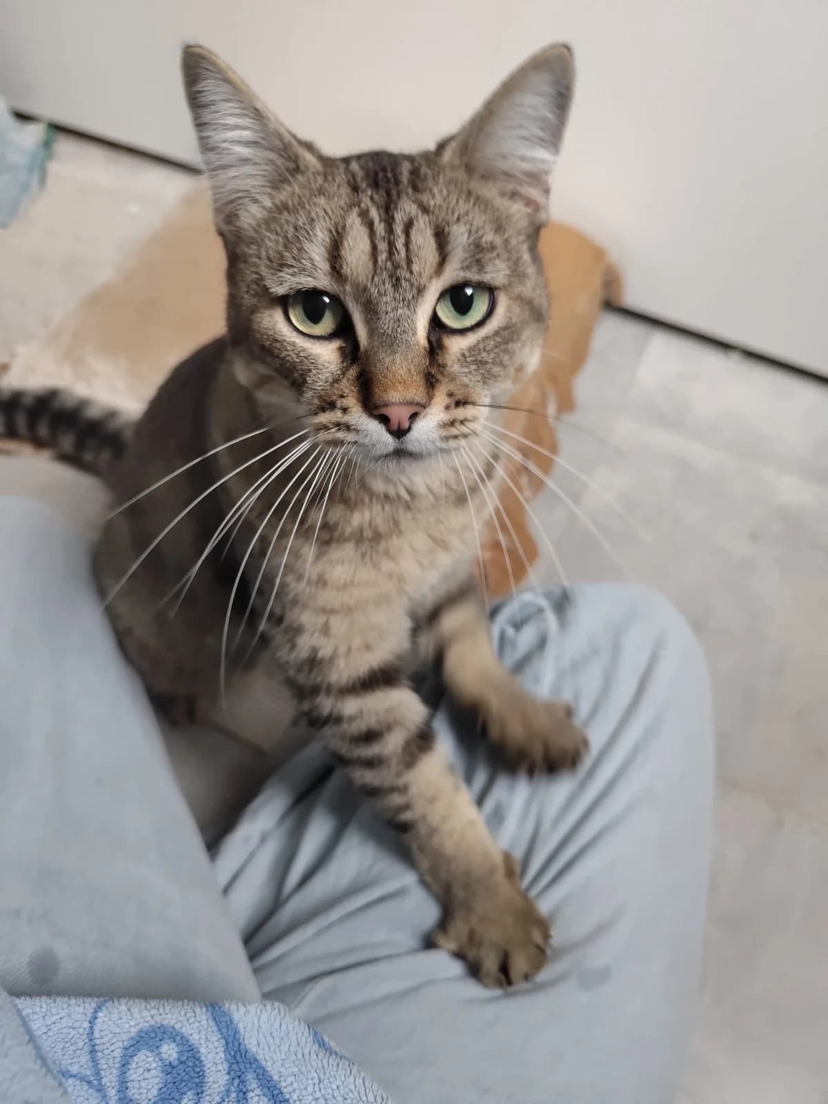 Pumpkin Chatte Femelle, female European Shorthair for adoption at SPA de l