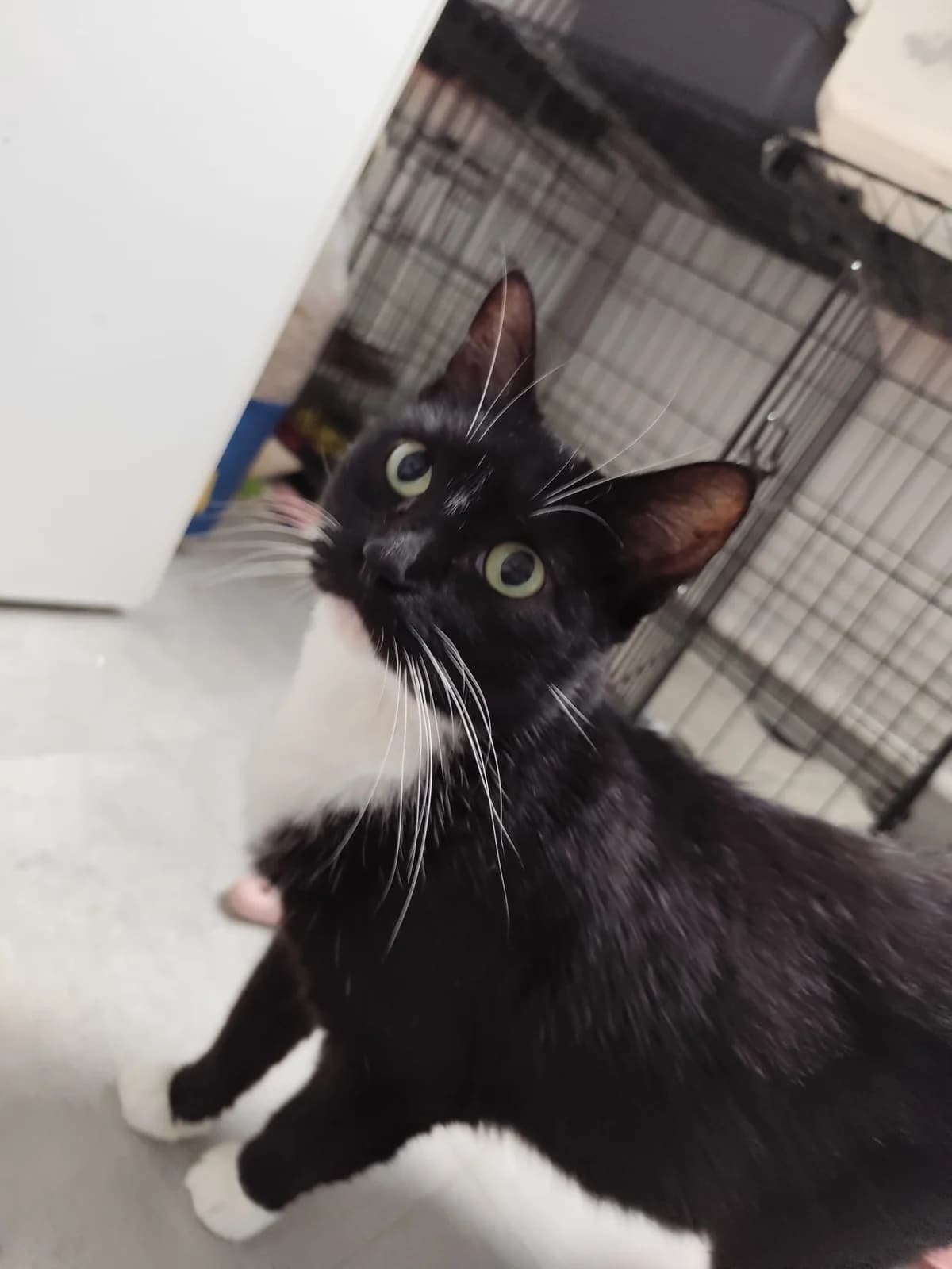 Sally Chatte Femelle, female European Shorthair for adoption at SPA de l