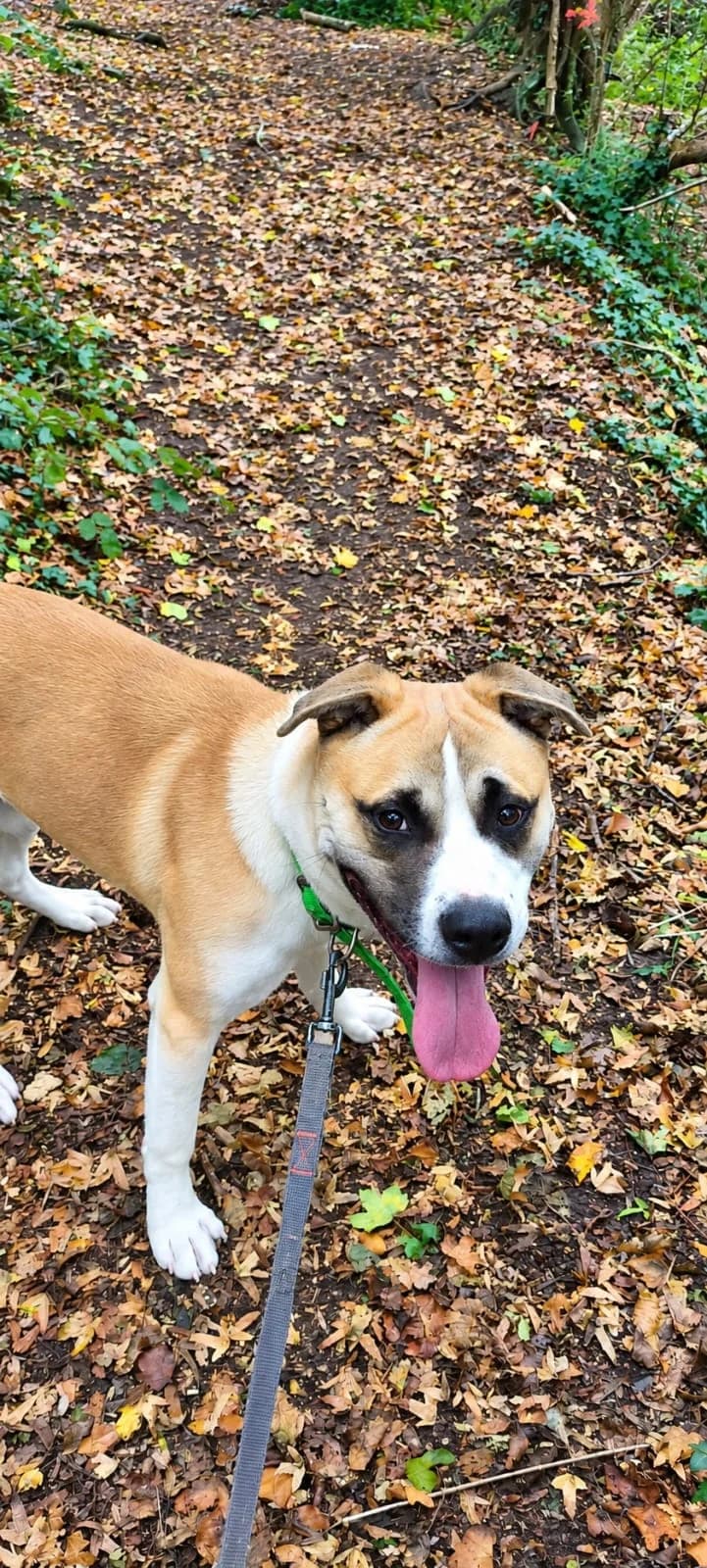 Fuji Chien Mâle, male Mixed Breed for adoption at SPA de l
