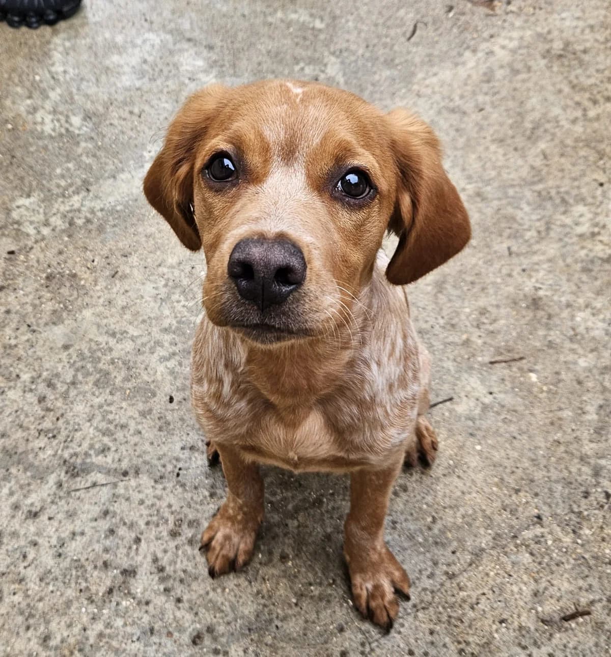 Balto Chiot Mâle, male puppy Brittany Spaniel for adoption at SPA de l