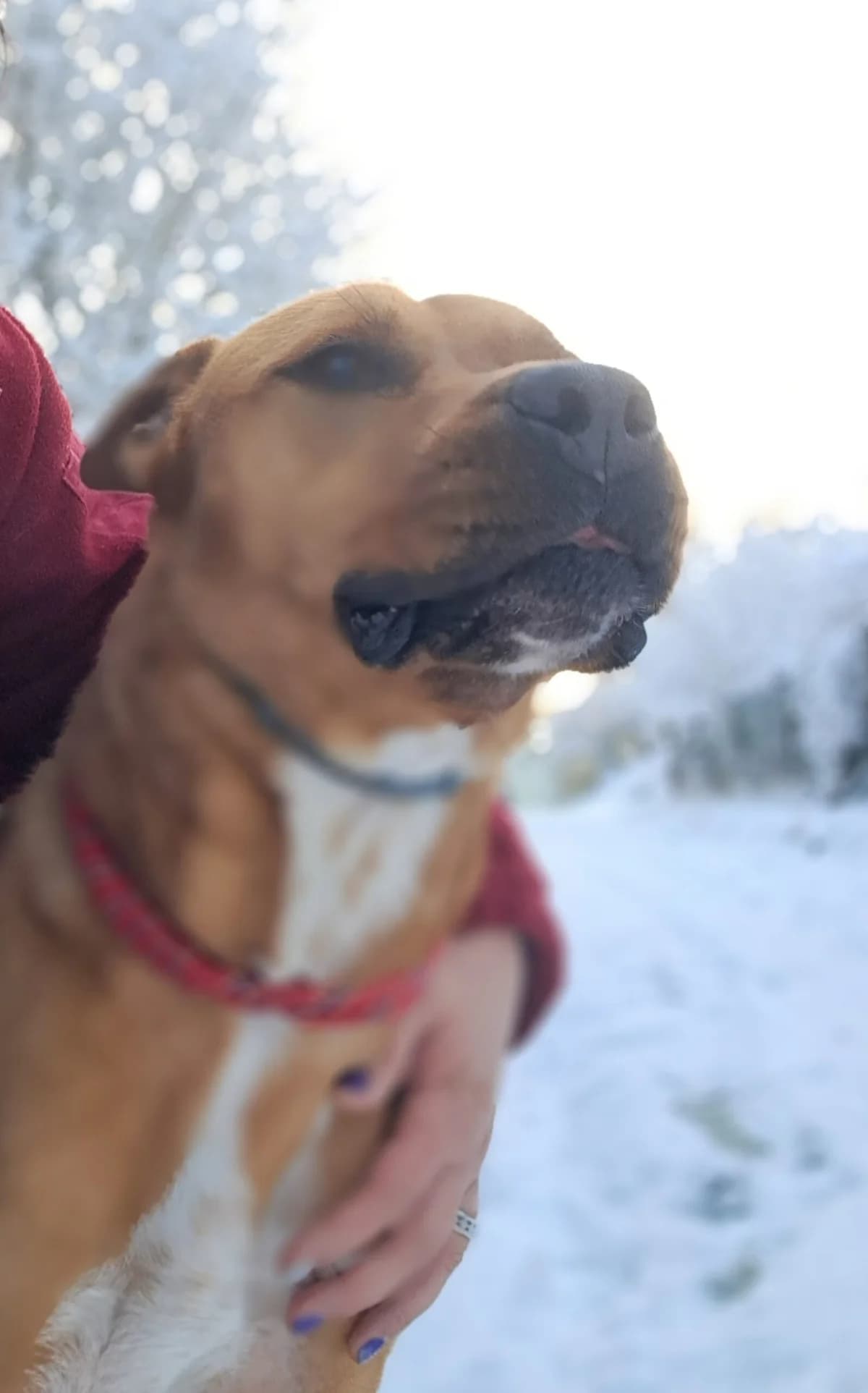 Jordan, male mixed breed for adoption at SPA de l