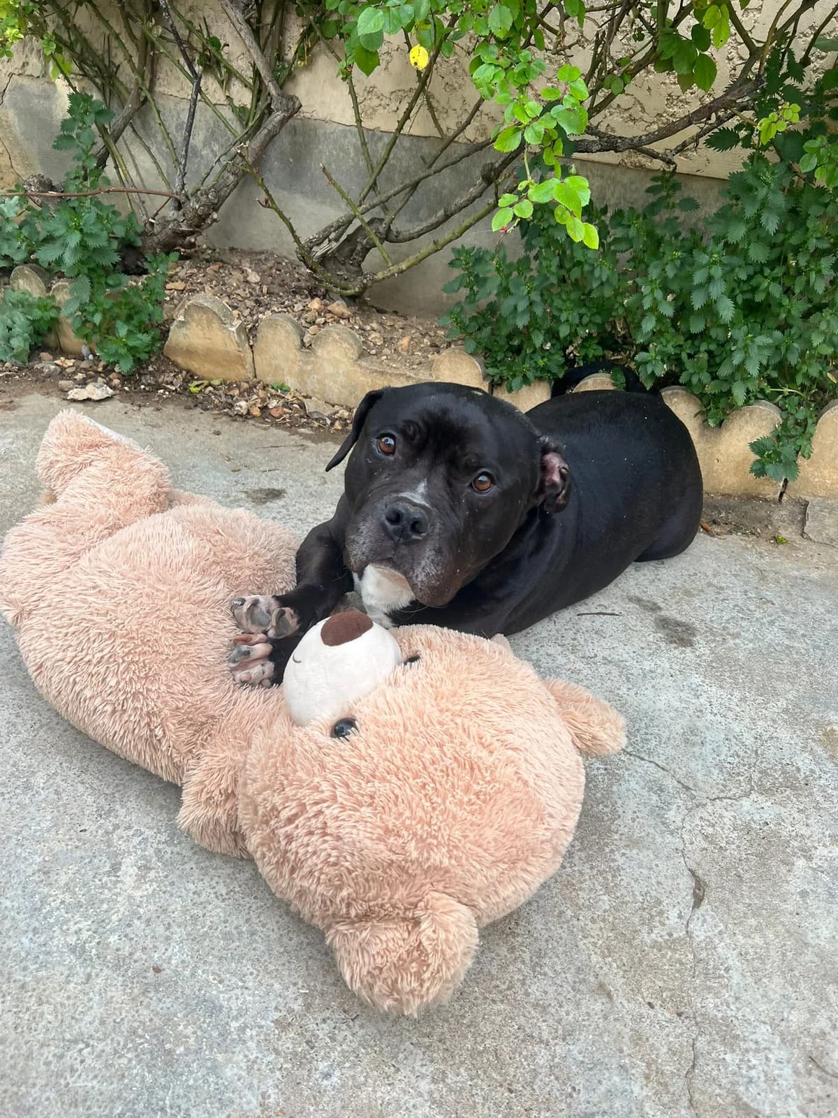 Kheops SOS, male mixed breed for adoption at SPA de l