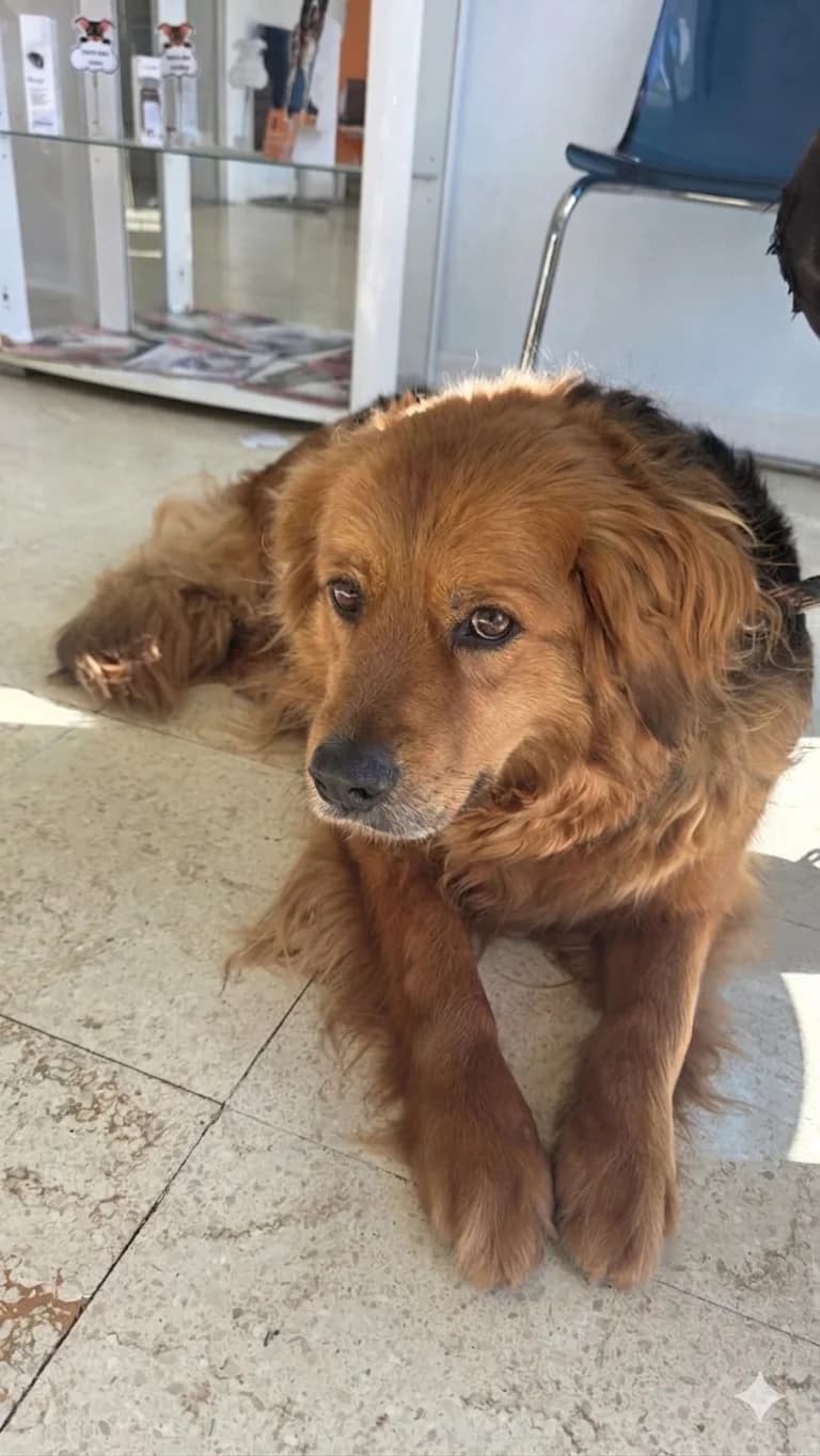 Jane, female mixed breed for adoption at SPA de l