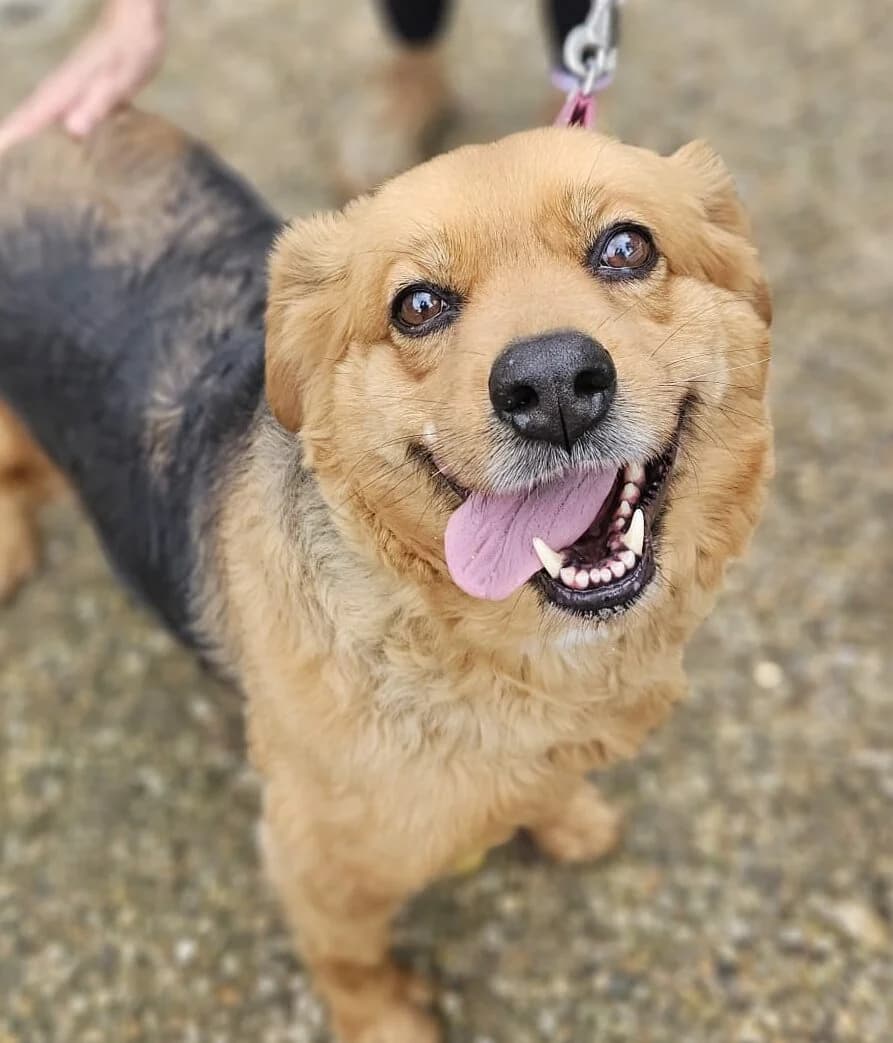 Jane, female senior mixed breed for adoption at SPA de l