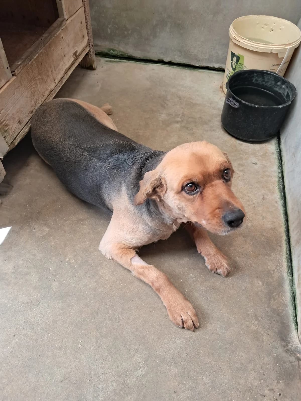 Jane, female senior mixed breed for adoption at SPA de l