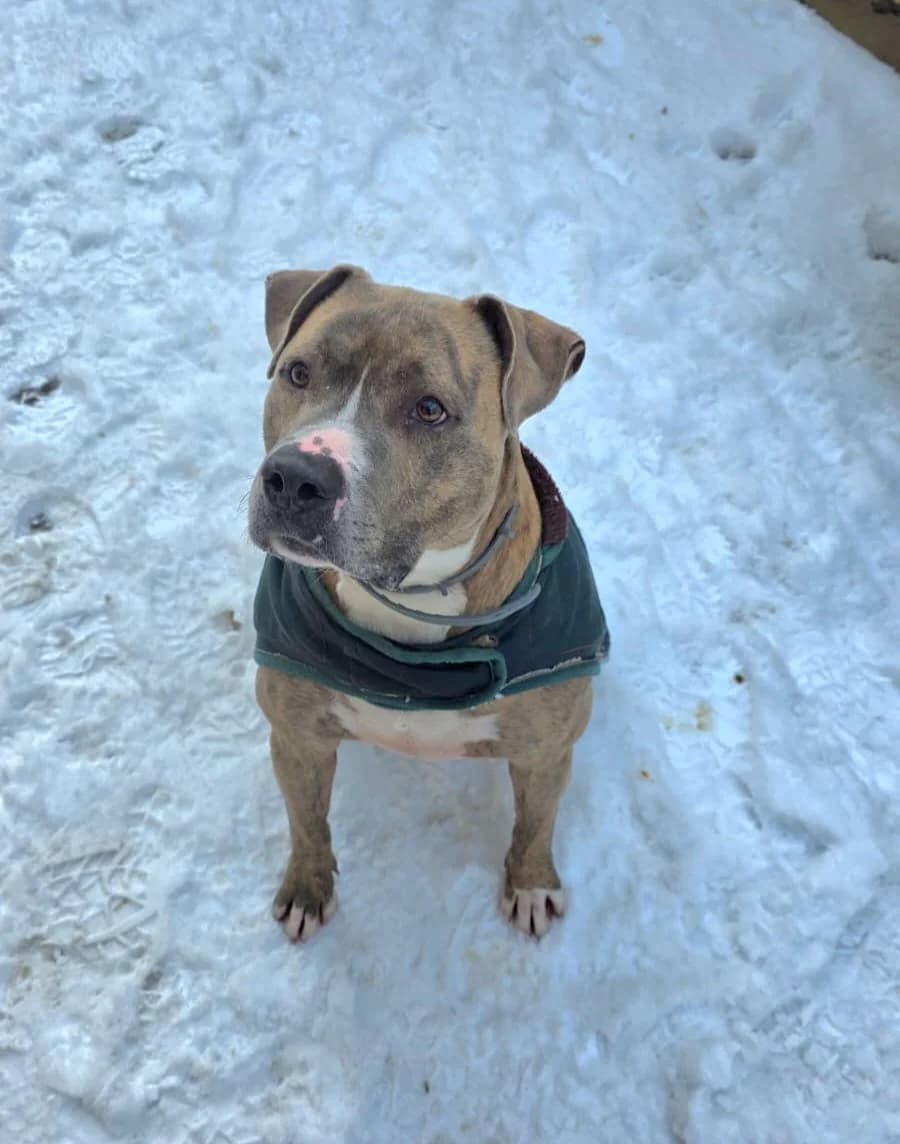 Tag, male mixed breed for adoption at SPA de l