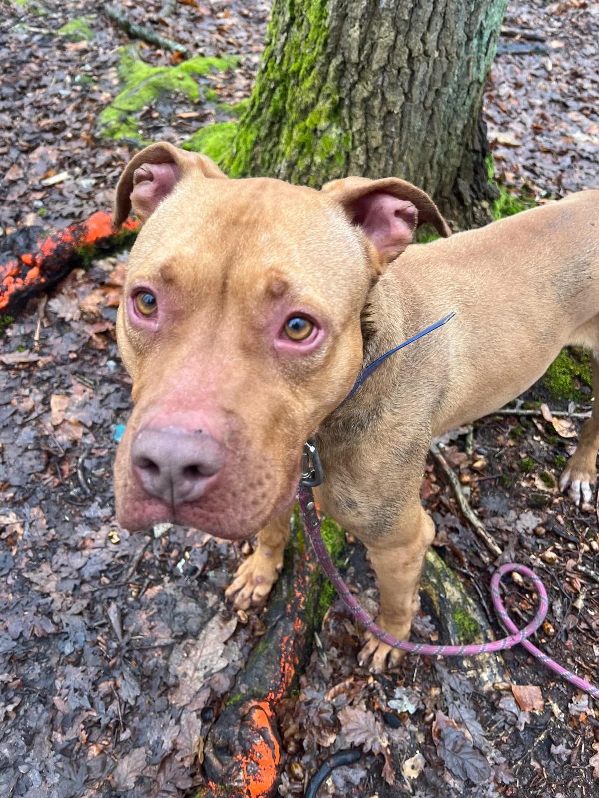 Mickey, male Mixed Breed for adoption at SPA de l