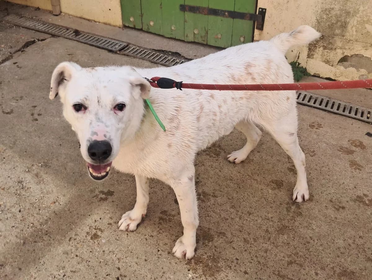Edgar, male young mixed breed for adoption at SPA de l